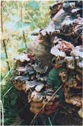 bracket_fungi_hawkhill_woods.jpg (65325 bytes)