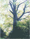 beech_tree_skinny_woods.jpg (64879 bytes)